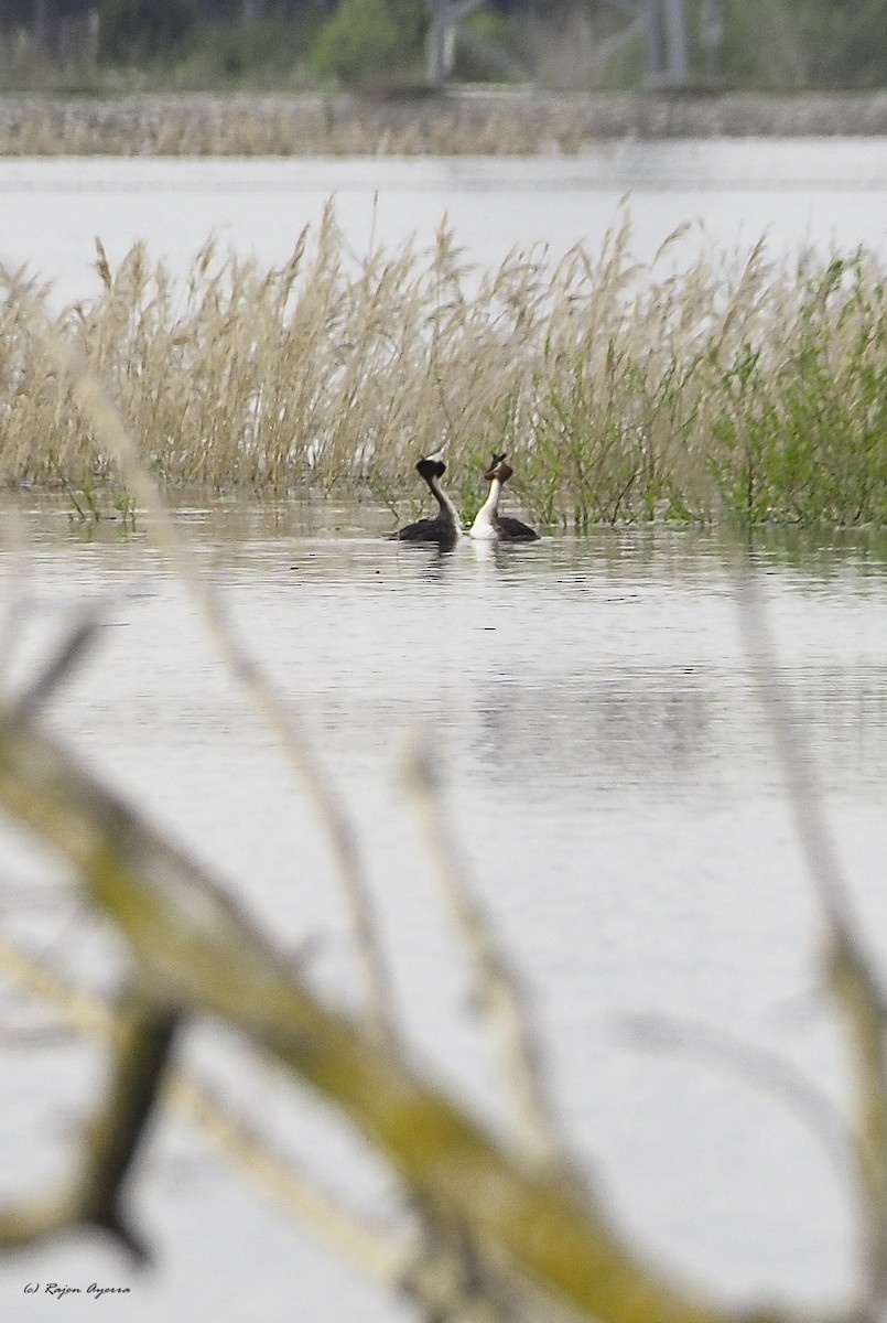 Great Crested Grebe - ML616272694
