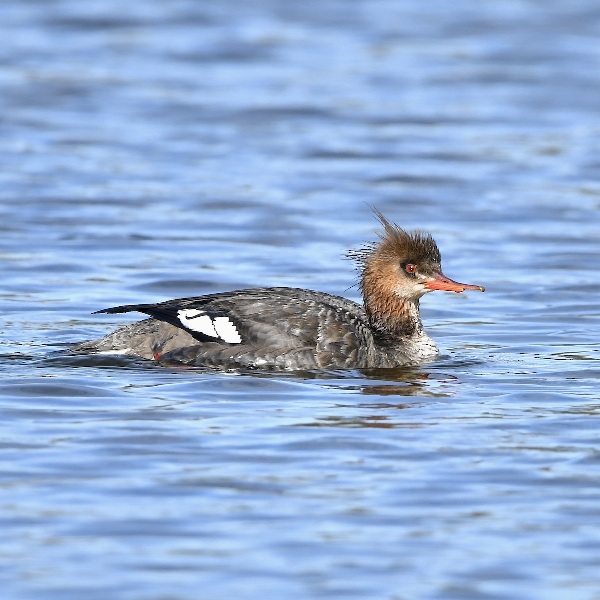 Red-breasted Merganser - Paul Nielson