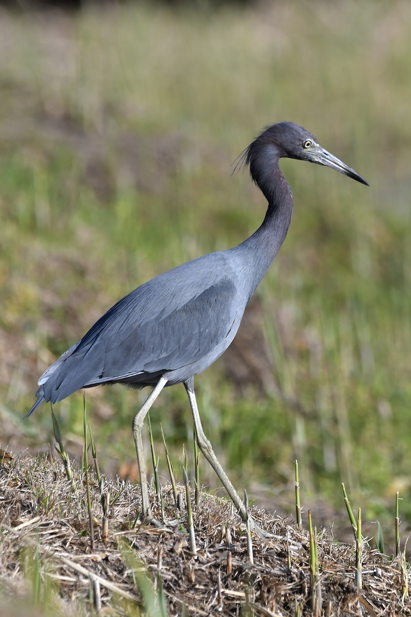 Little Blue Heron - Paul Nielson