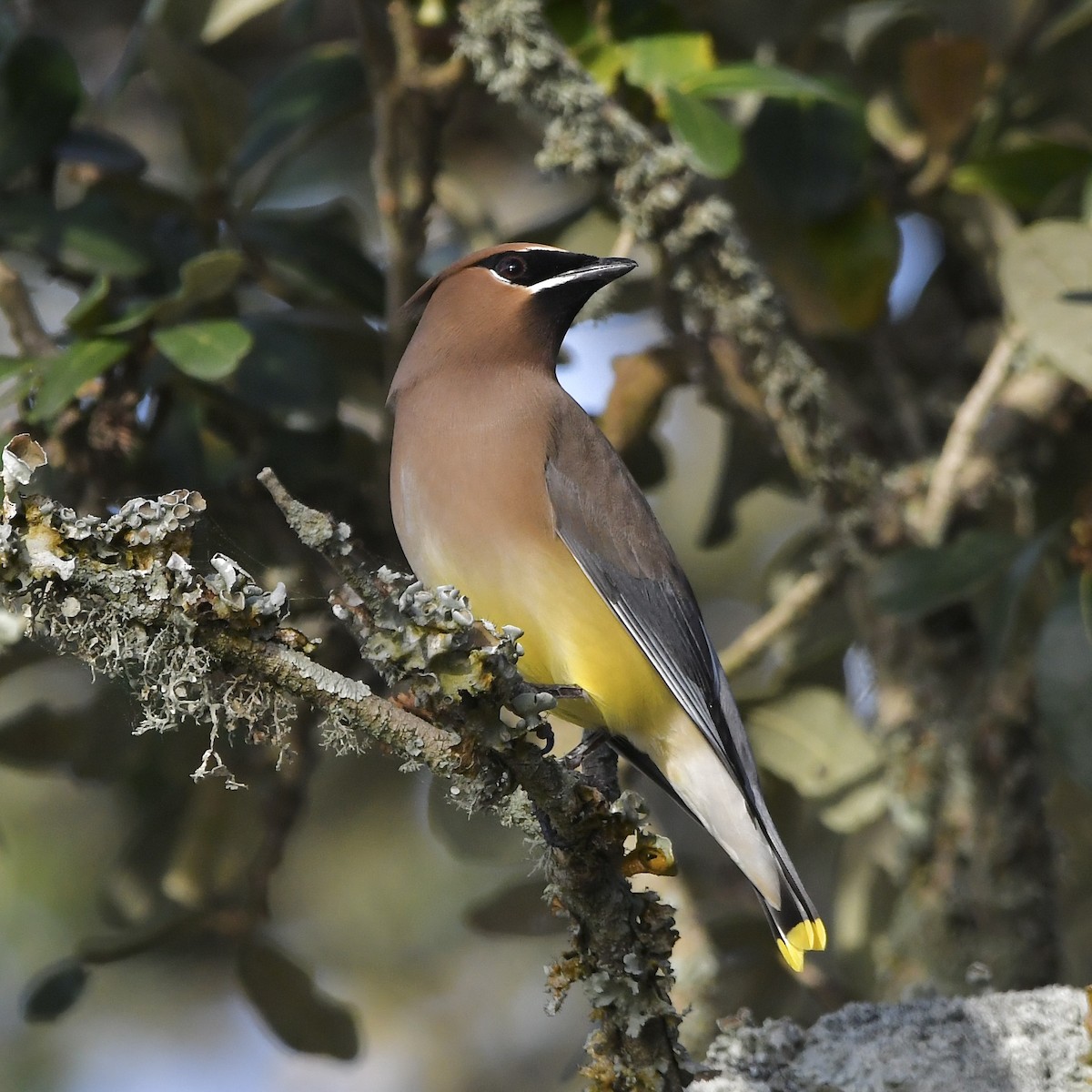 Cedar Waxwing - Paul Nielson