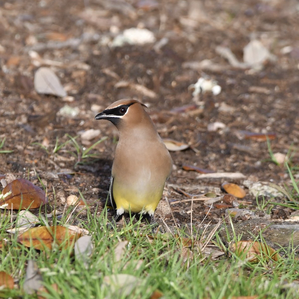 Cedar Waxwing - Paul Nielson