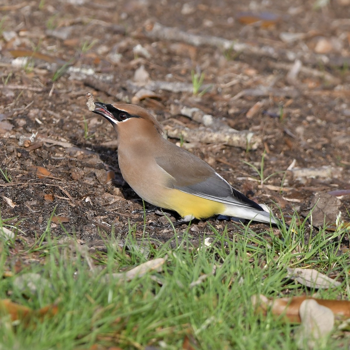 Cedar Waxwing - Paul Nielson