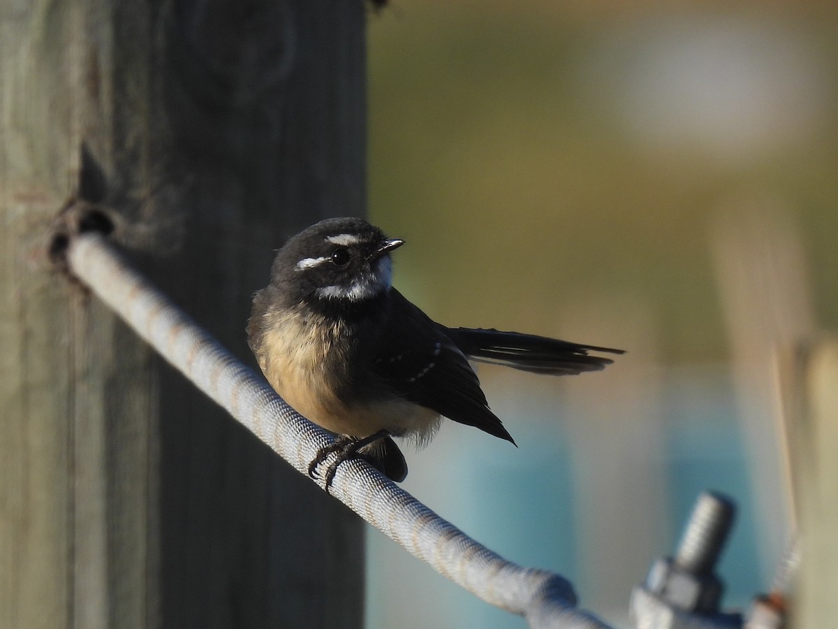 Gray Fantail - ML616272742