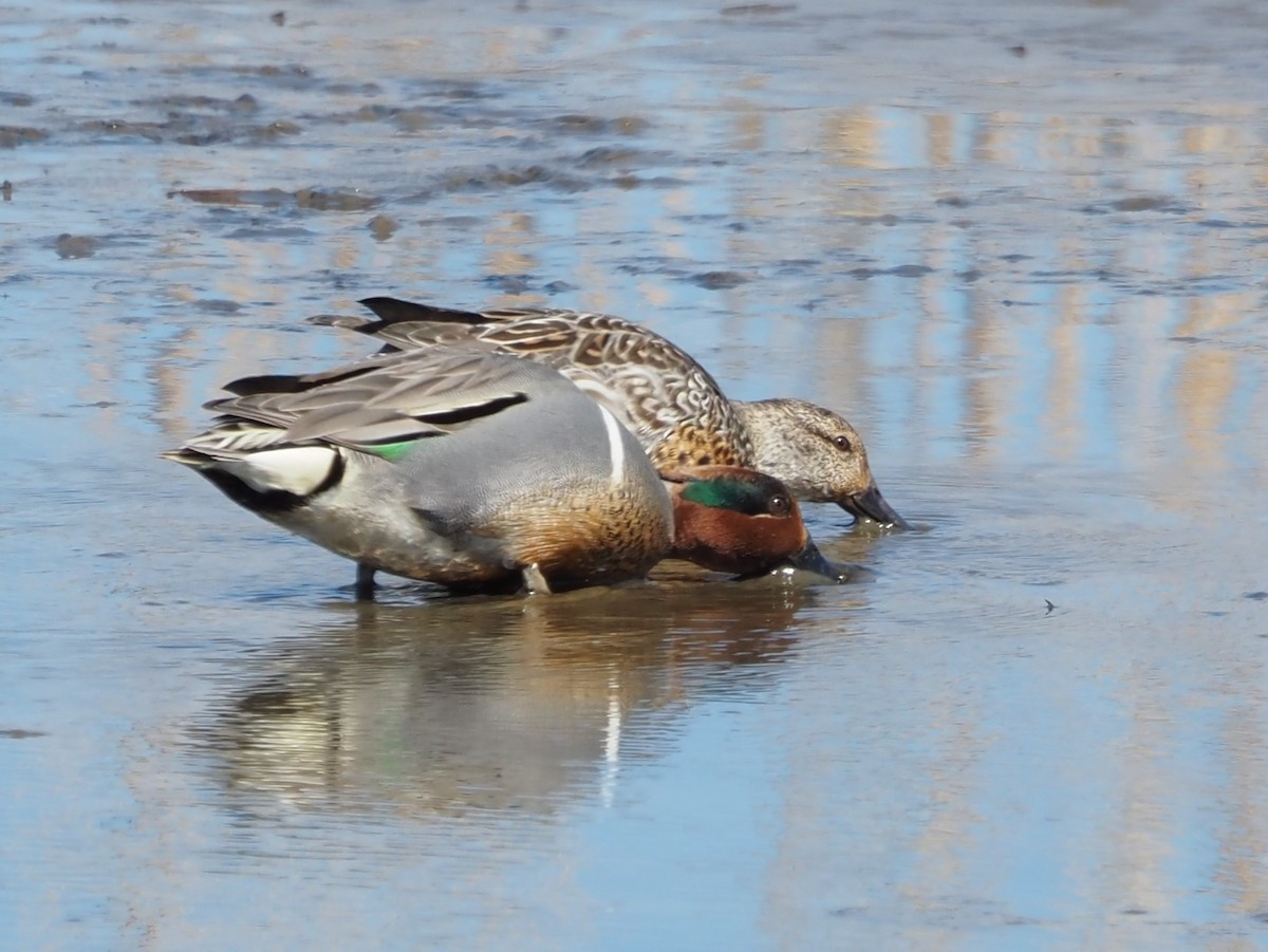 Green-winged Teal - ML616272752