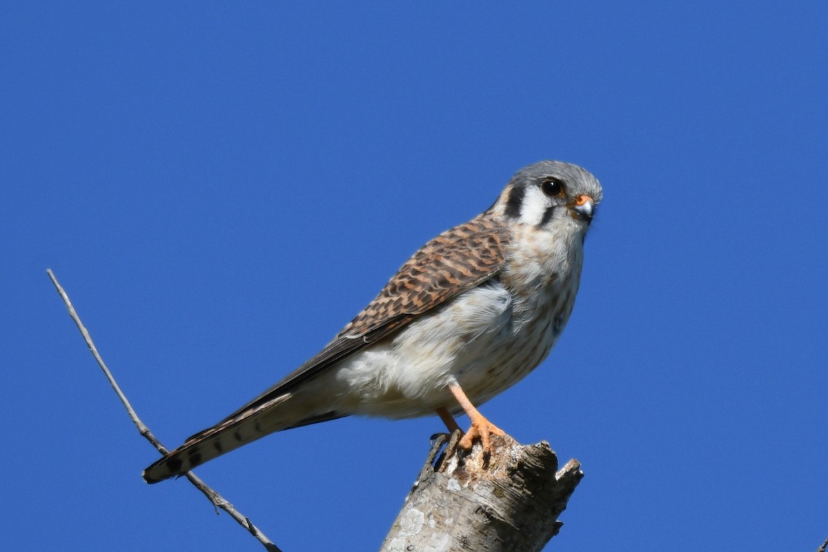 American Kestrel - Sam Guiles