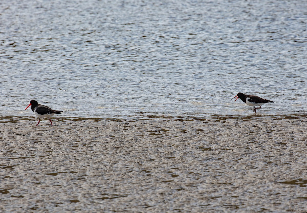 Pied Oystercatcher - Hickson Fergusson