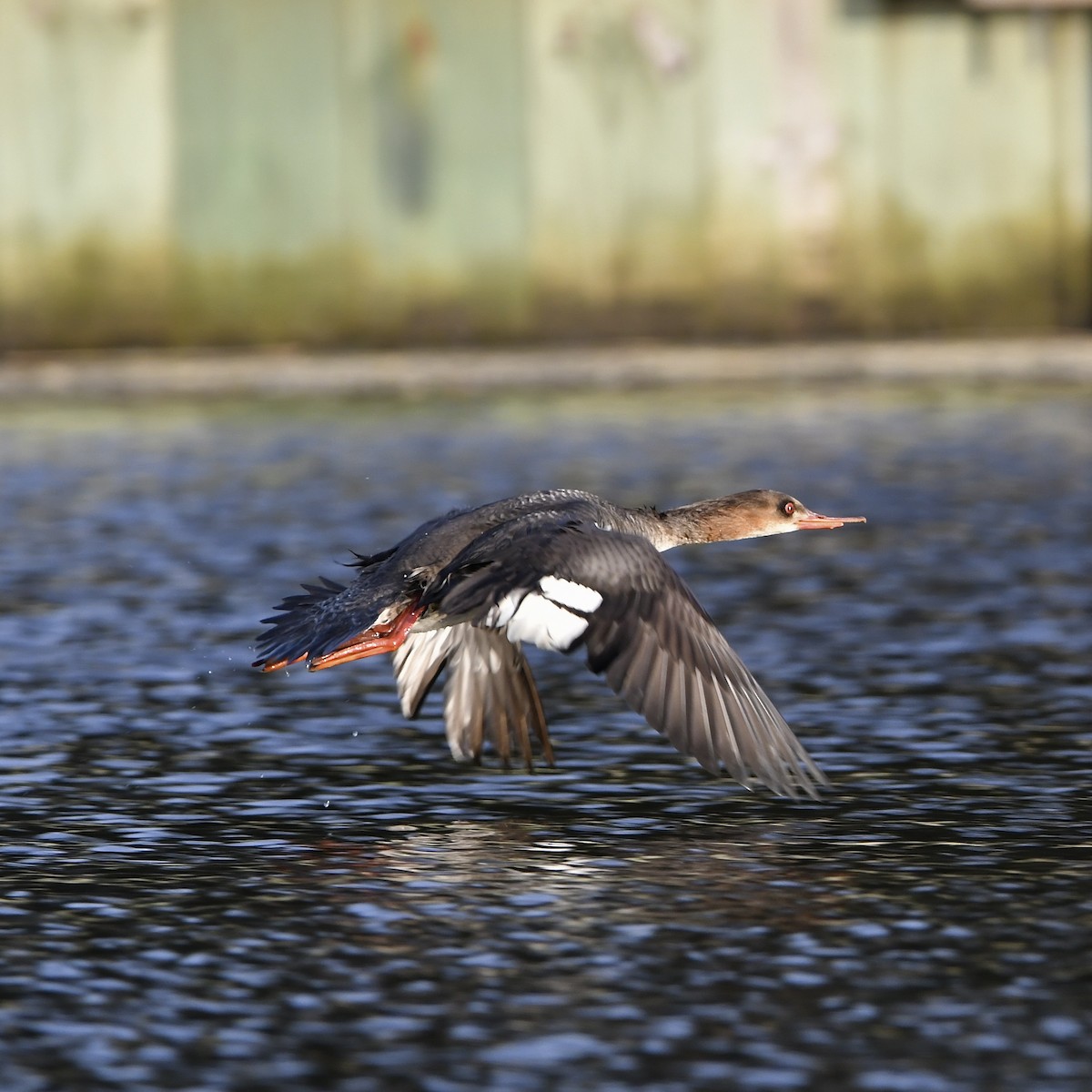 Red-breasted Merganser - Paul Nielson