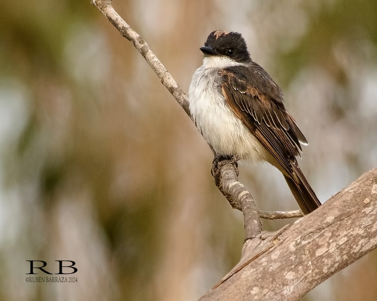 Eastern Kingbird - ML616272782