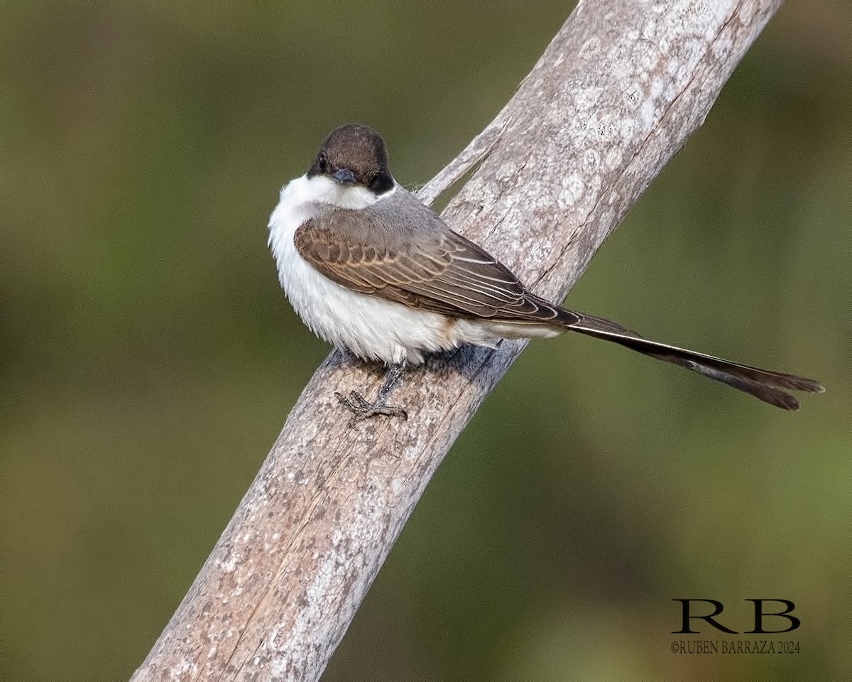 Fork-tailed Flycatcher - ML616272786