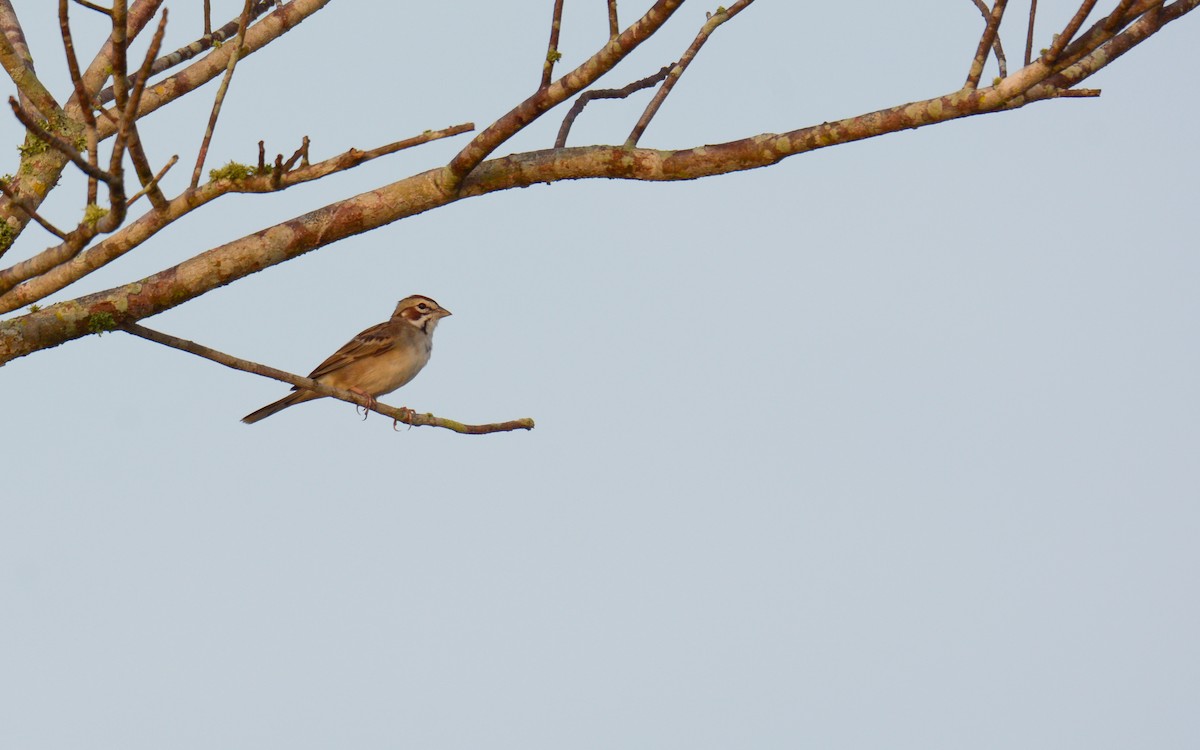 Bruant à joues marron - ML616272812