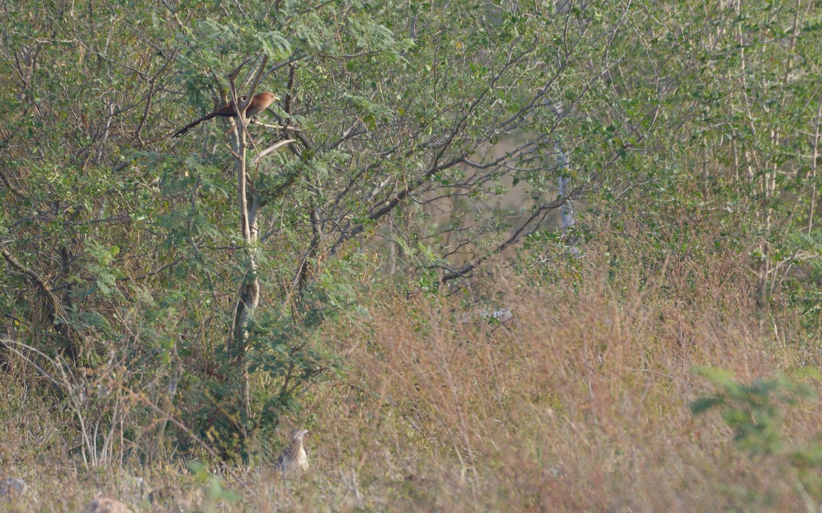 Squirrel Cuckoo (Middle America) - Luis Trinchan