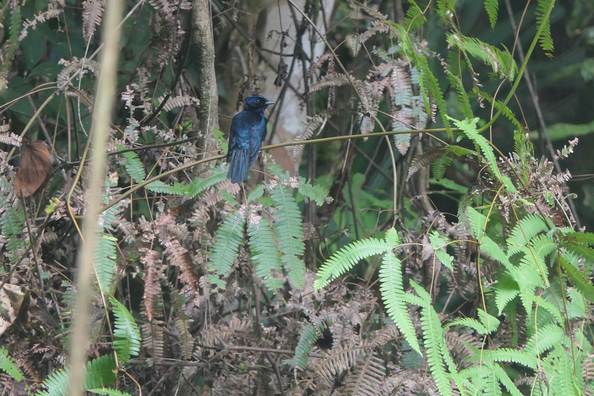 Shining Flycatcher - ML616272827