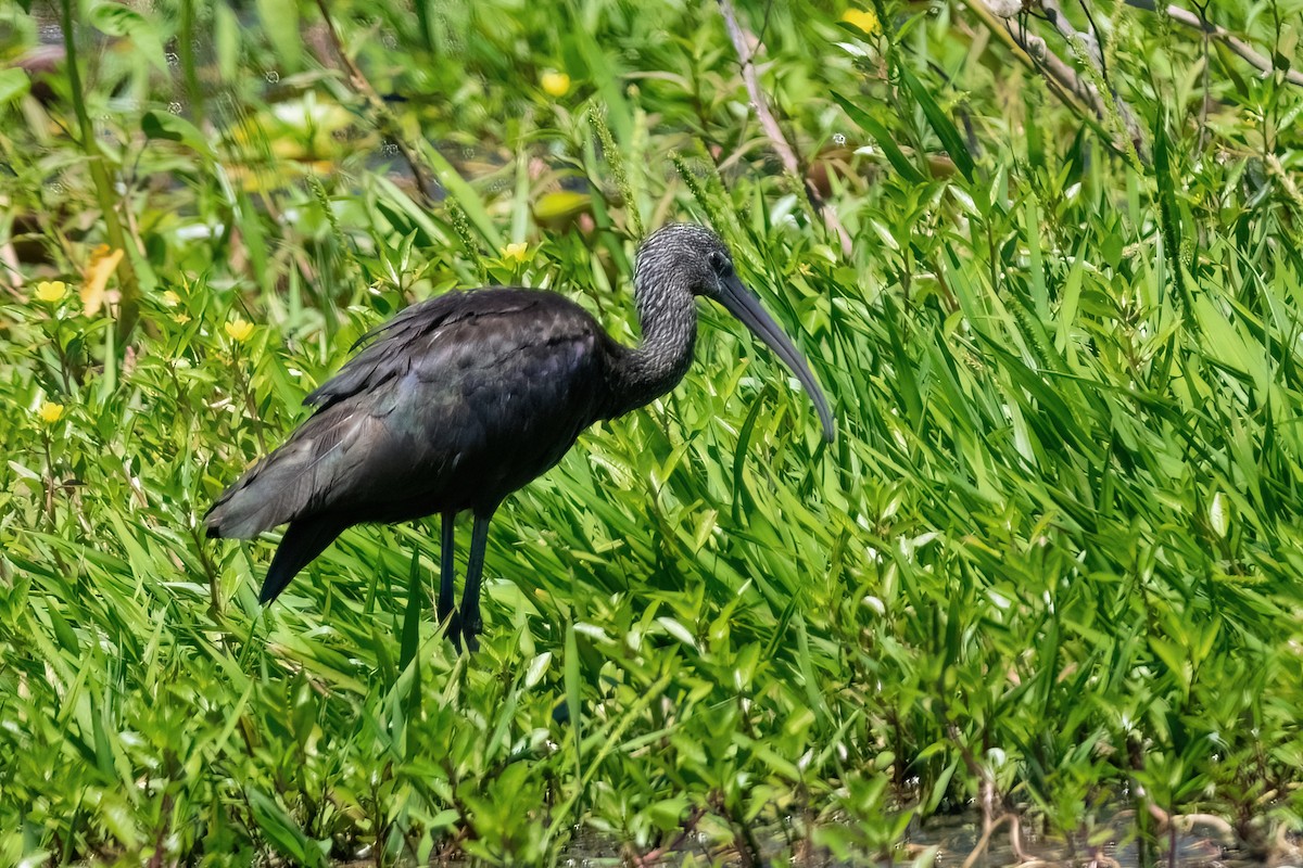 ibis hnědý - ML616272832