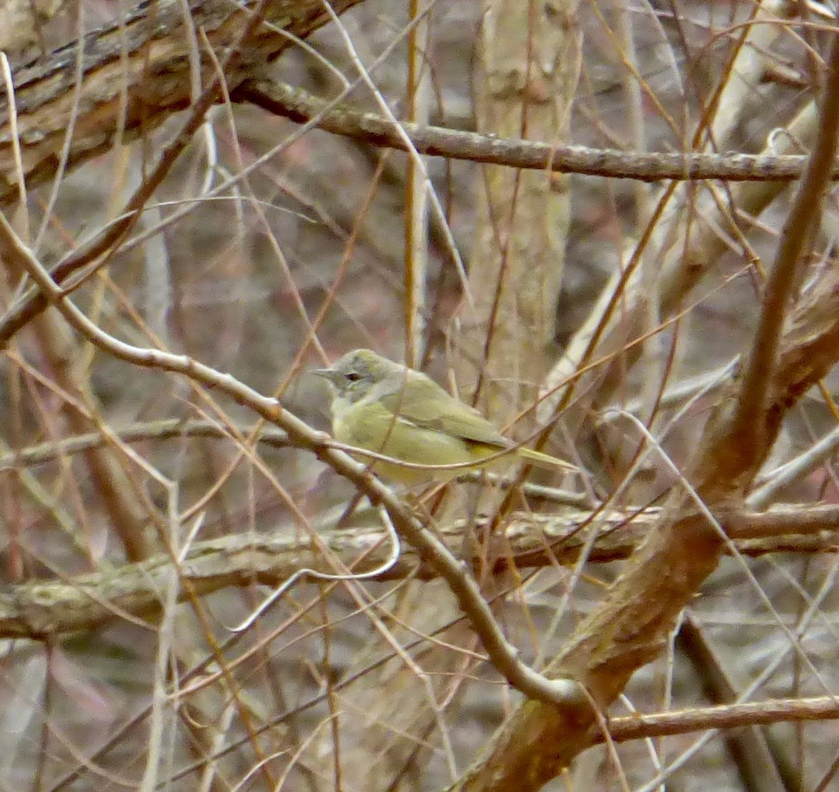 Orange-crowned Warbler - ML616272868