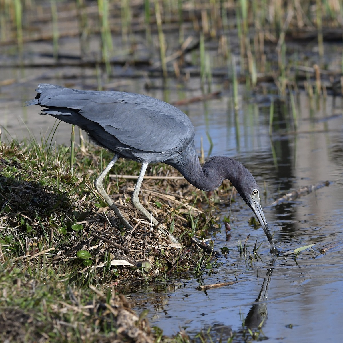 Little Blue Heron - Paul Nielson