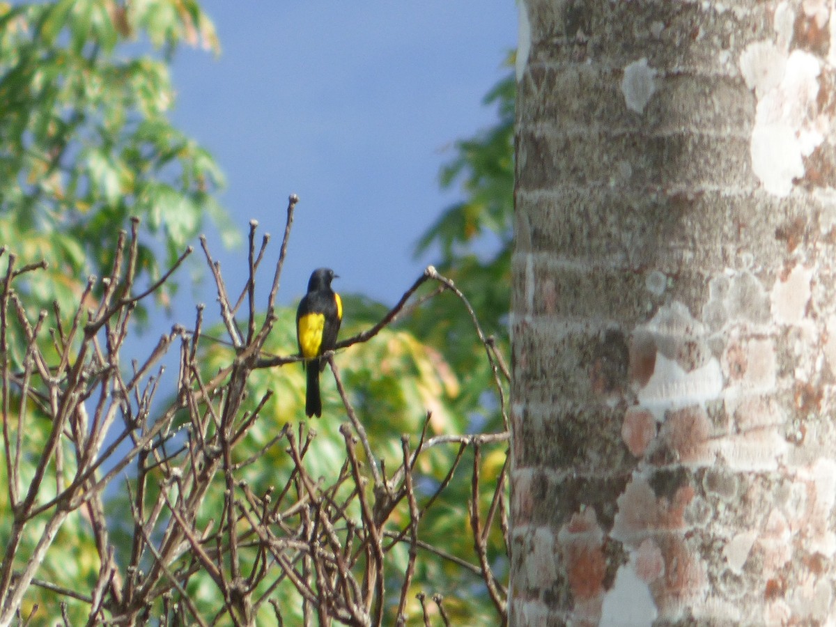 Hispaniolan Oriole - ML616272901