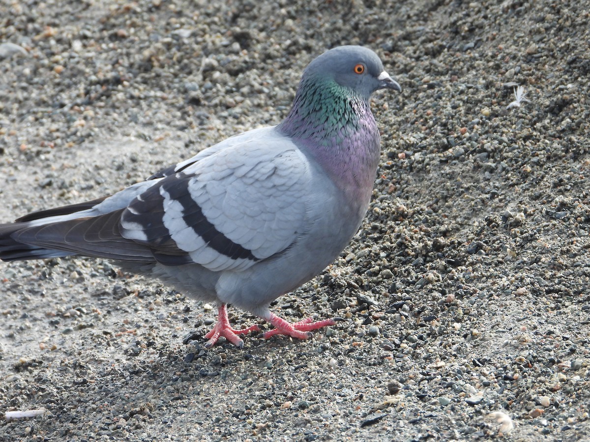 Rock Pigeon (Feral Pigeon) - ML616272913
