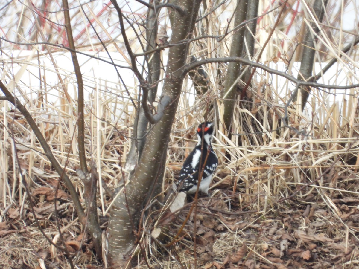 Hairy Woodpecker - ML616272928