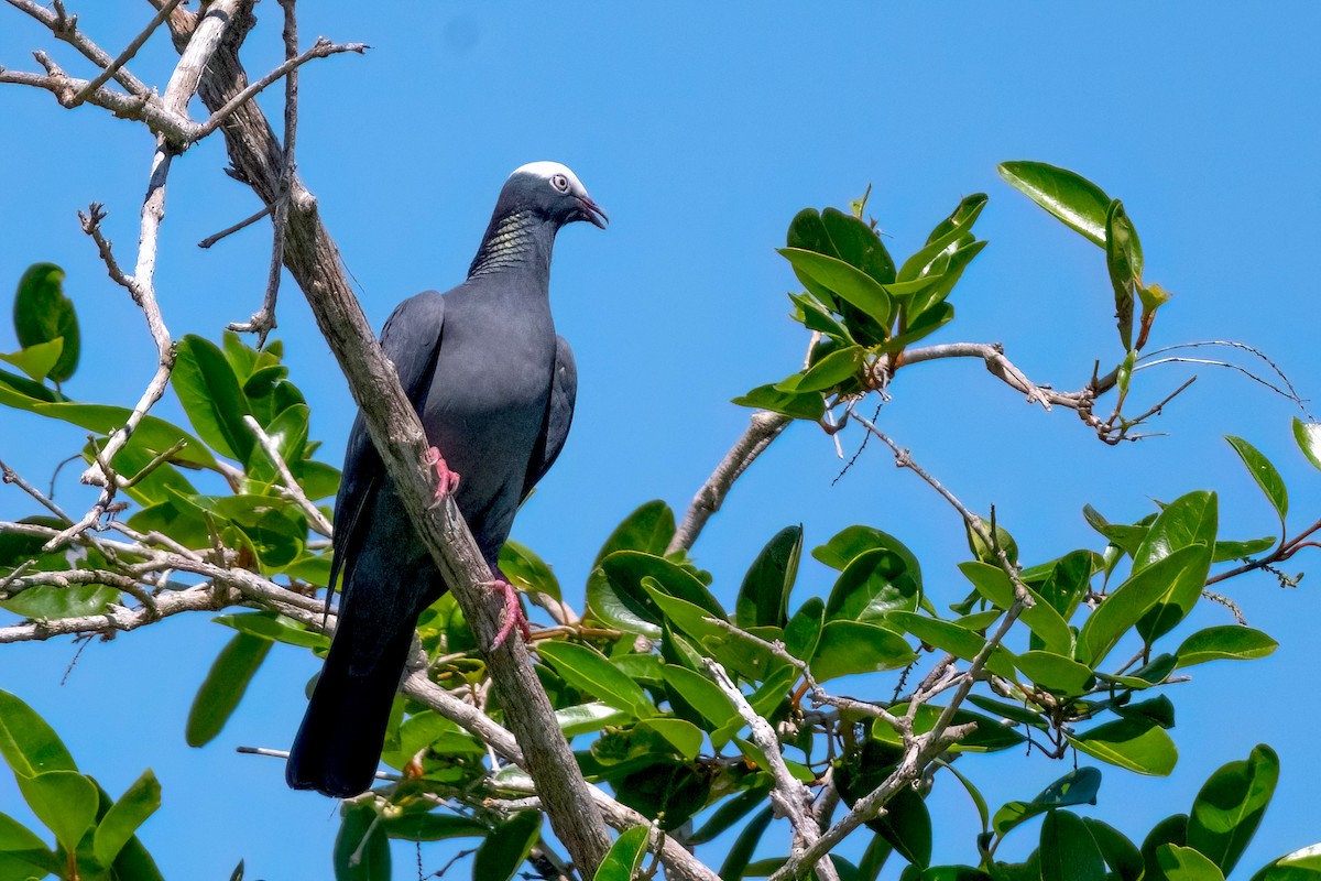 White-crowned Pigeon - ML616272931