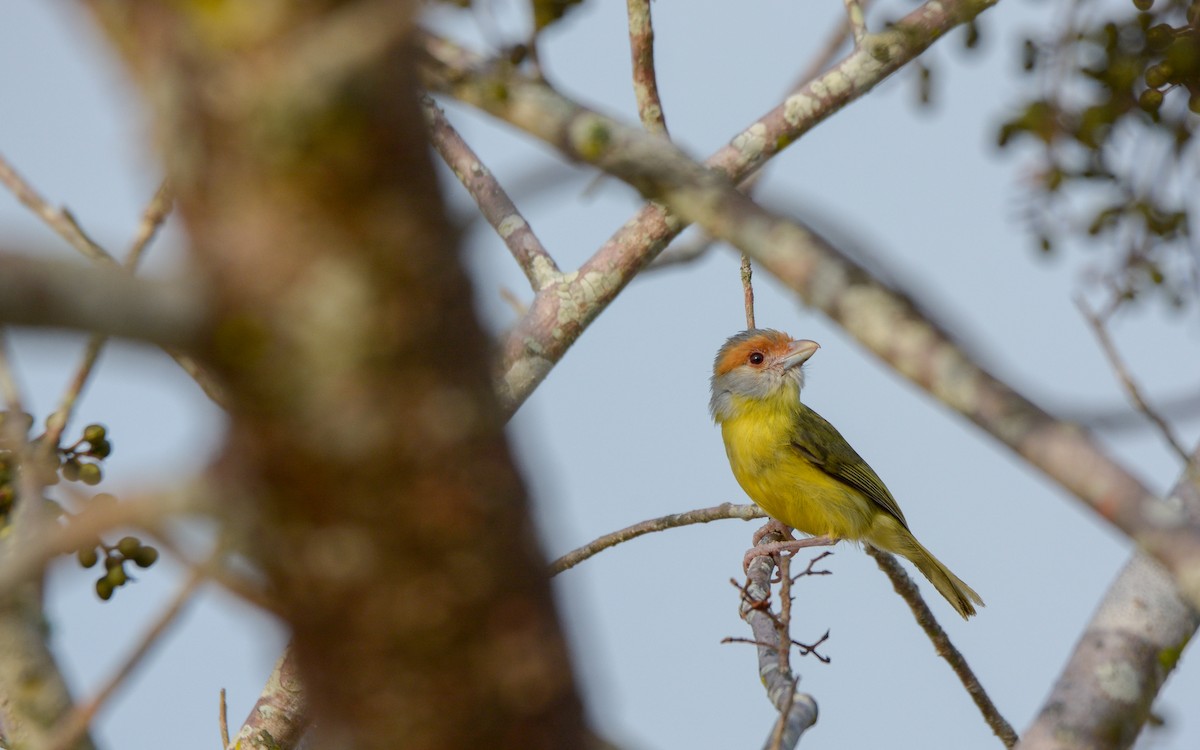 Vireón Cejirrufo (grupo gujanensis) - ML616272965