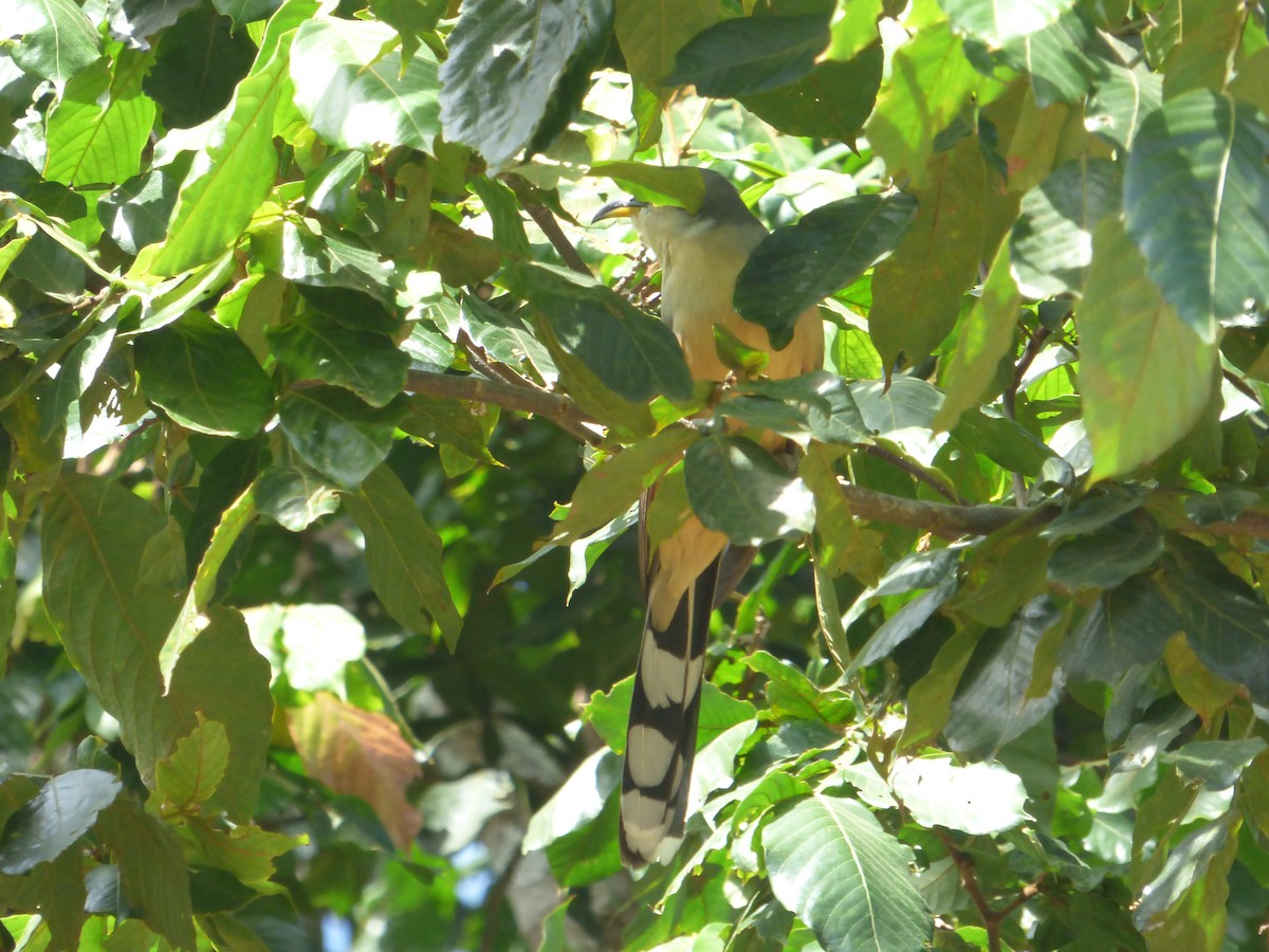 Mangrove Cuckoo - ML616272985