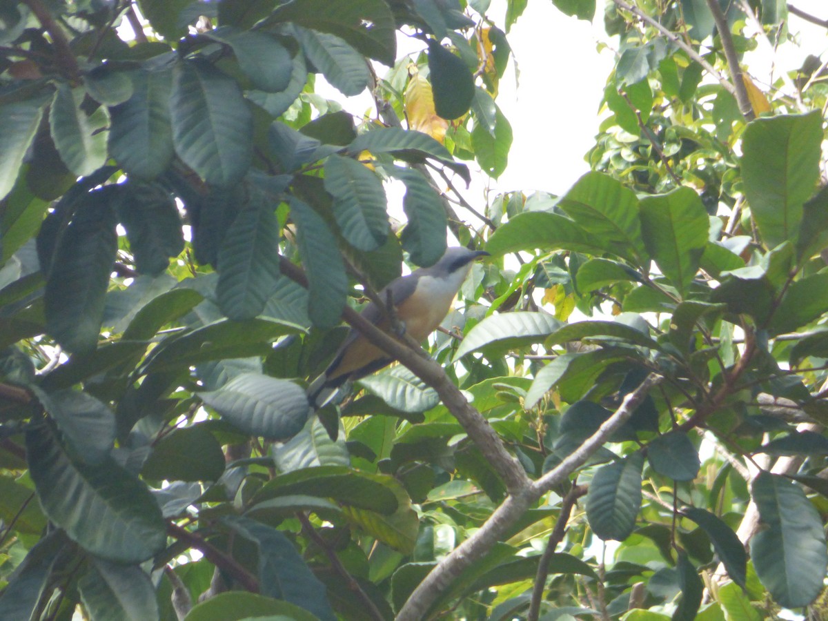 Mangrove Cuckoo - ML616272986