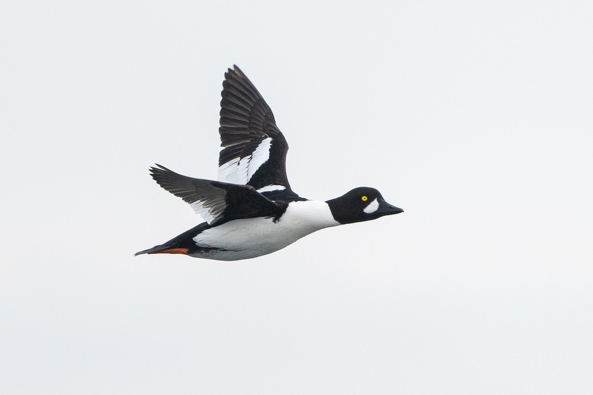 Common x Barrow's Goldeneye (hybrid) - David Turgeon