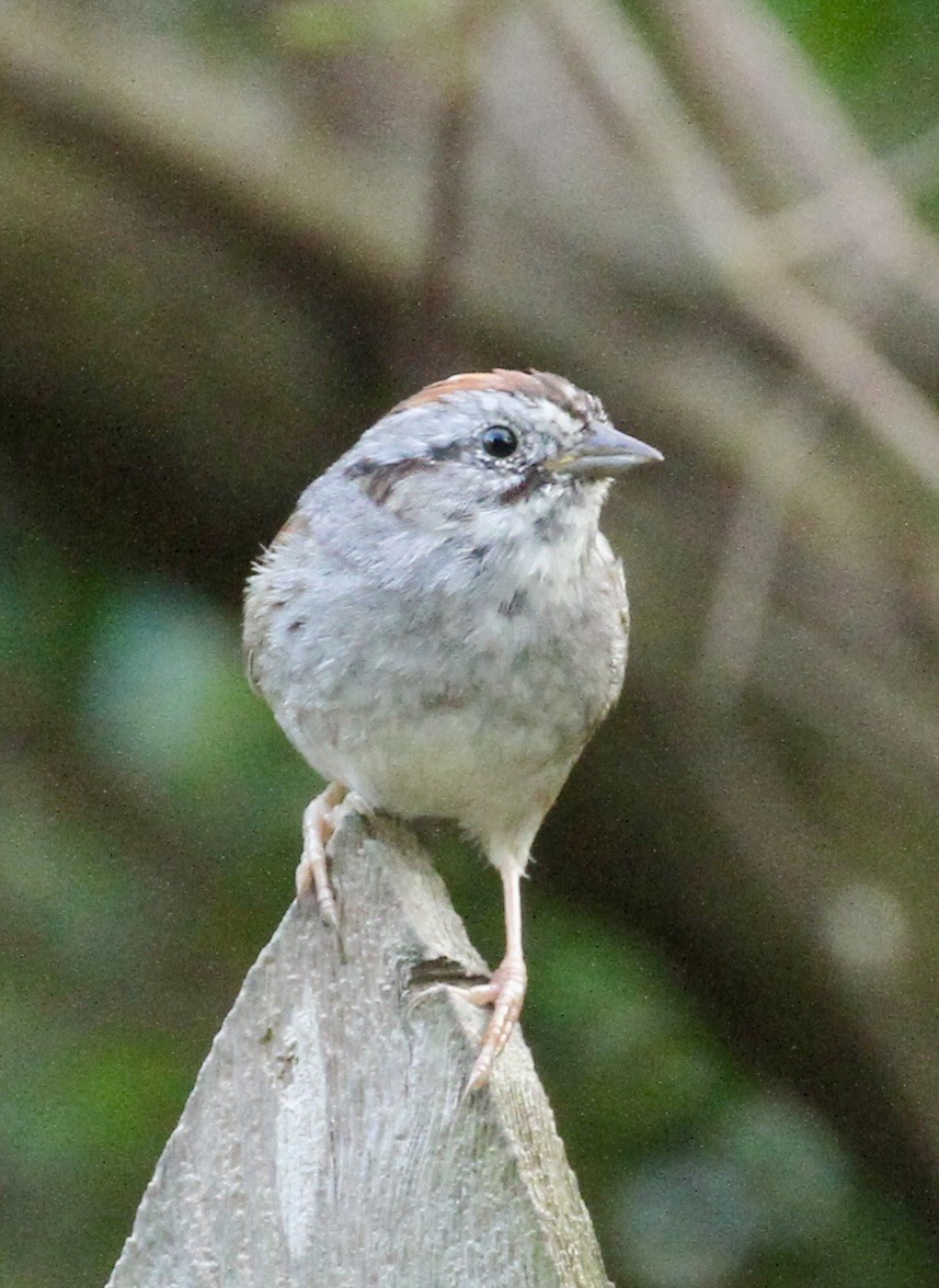 Swamp Sparrow - ML616273019
