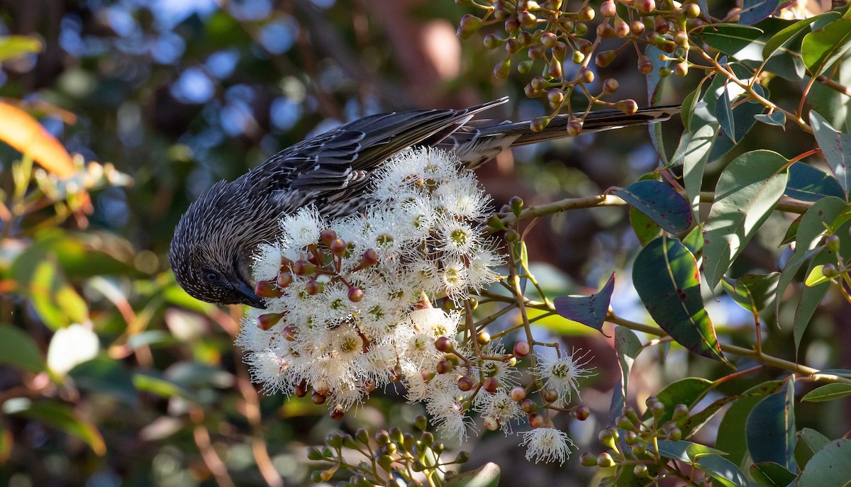 Little Wattlebird - ML616273034