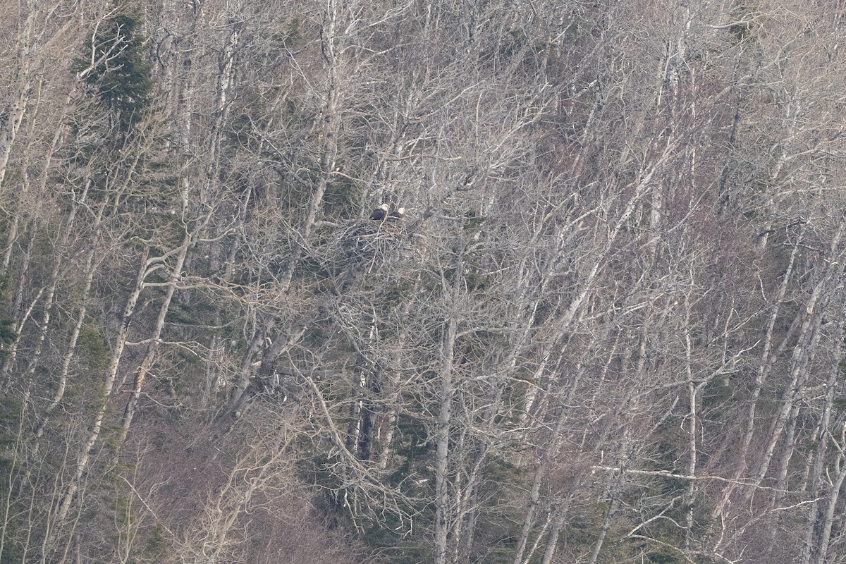 Bald Eagle - ML616273041