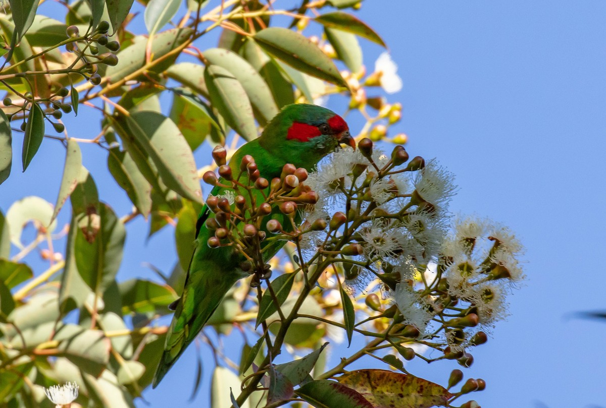 Musk Lorikeet - ML616273042