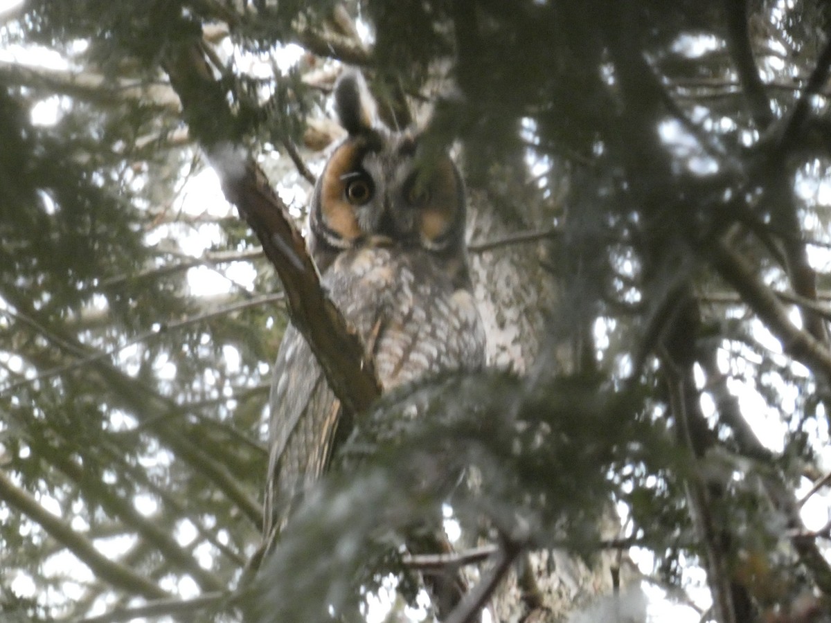 Long-eared Owl - ML616273046