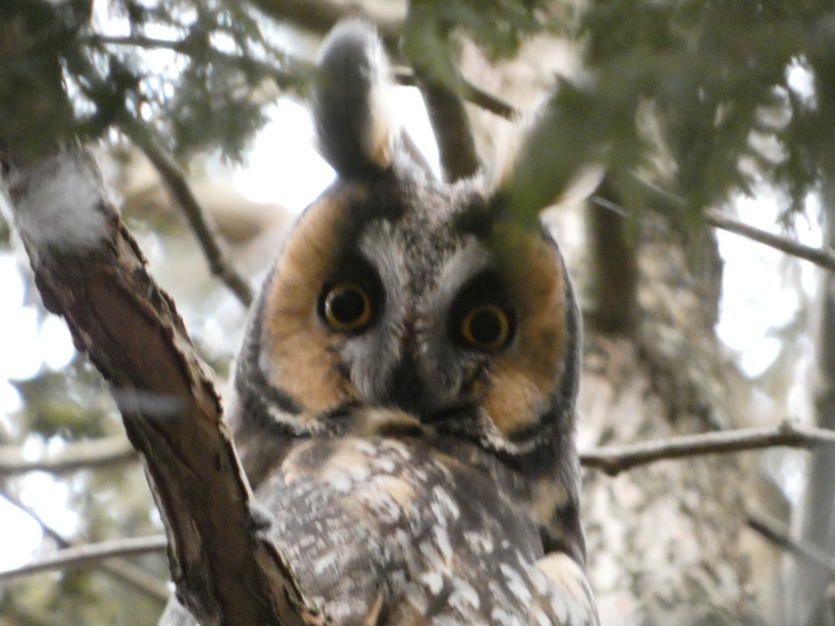 Long-eared Owl - ML616273047