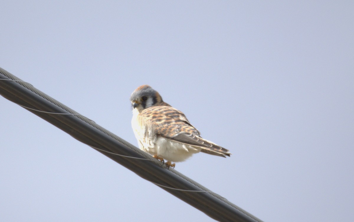 American Kestrel - ML616273095