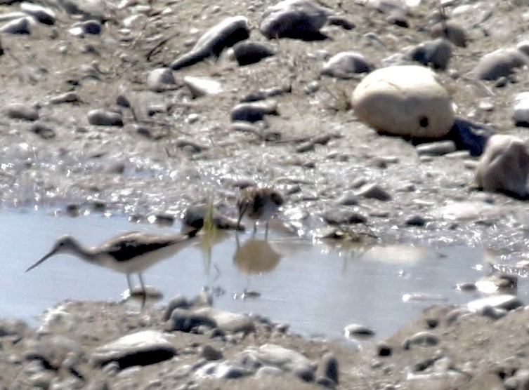 Greater Yellowlegs - Mary Backus