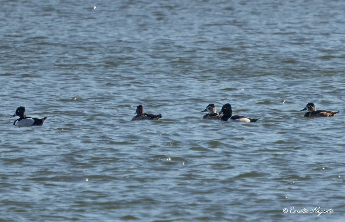 Ring-necked Duck - ML616273171