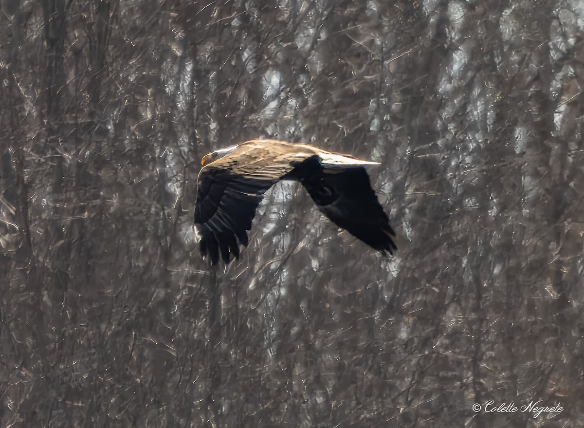 Weißkopf-Seeadler - ML616273201