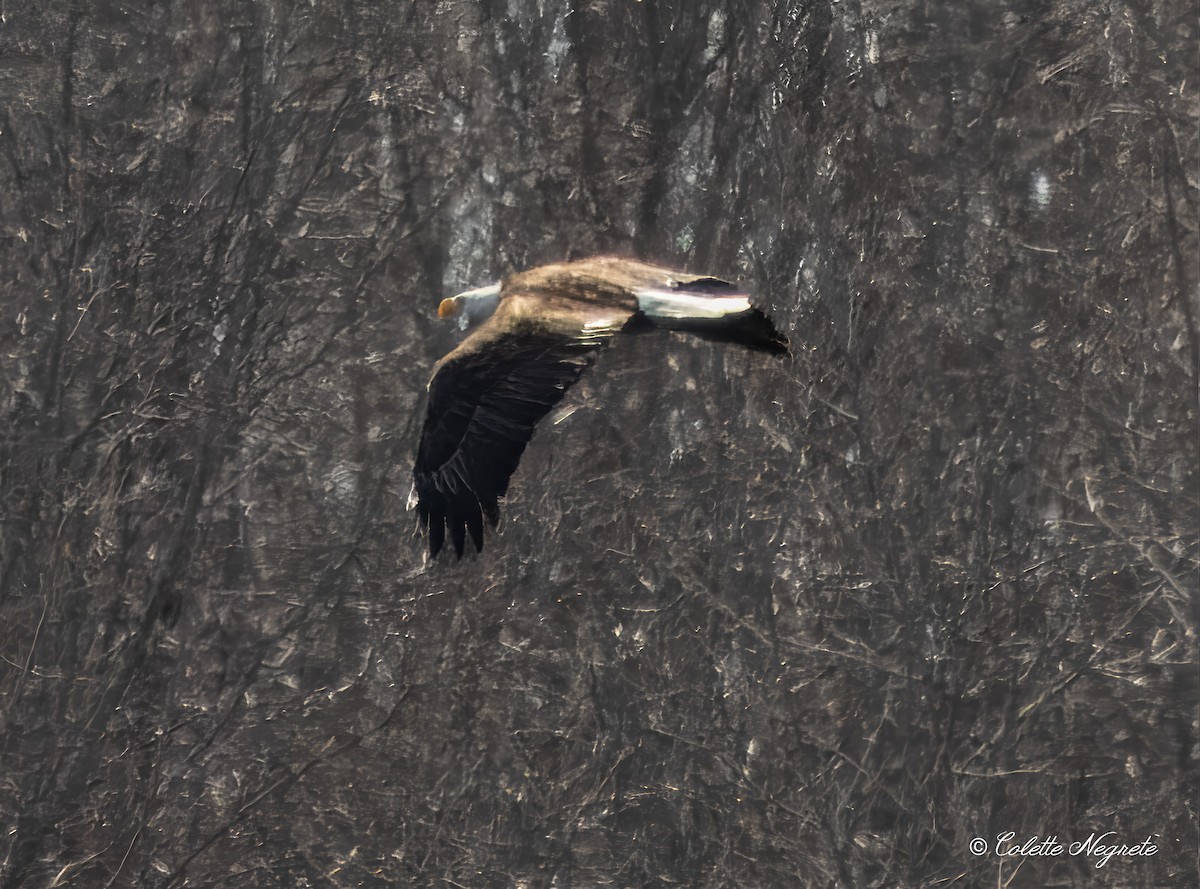 Weißkopf-Seeadler - ML616273202