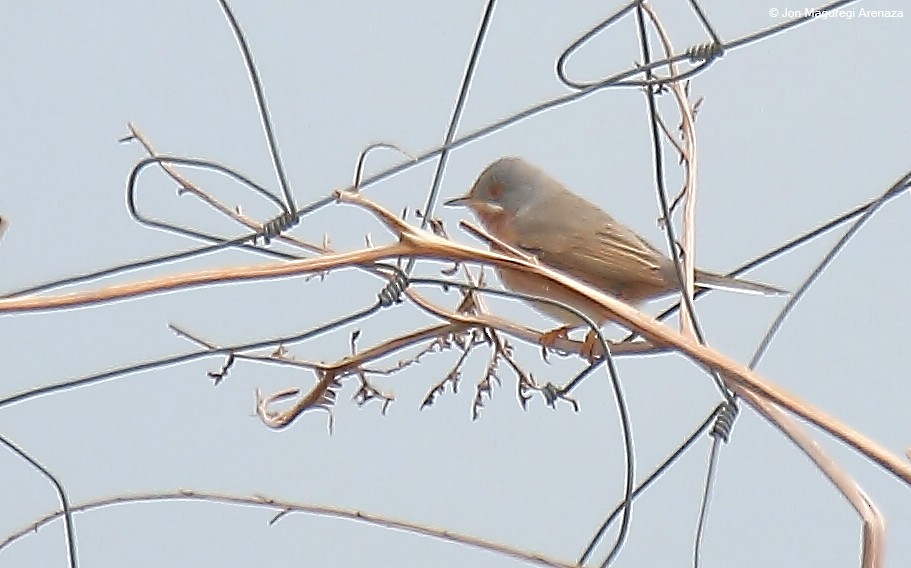 Western Subalpine Warbler - ML616273241