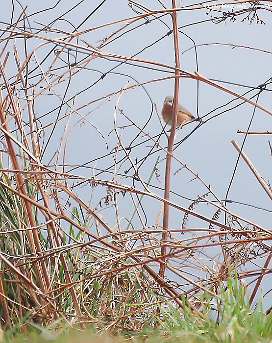 Western Subalpine Warbler - ML616273242