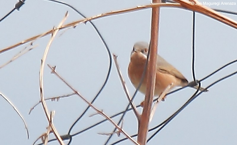 Western Subalpine Warbler - ML616273243