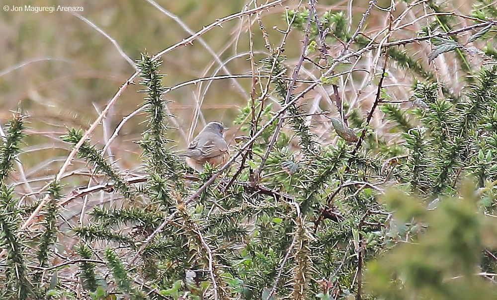 Western Subalpine Warbler - ML616273244