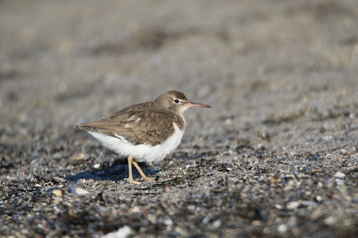 Spotted Sandpiper - Mathieu Franzkeit