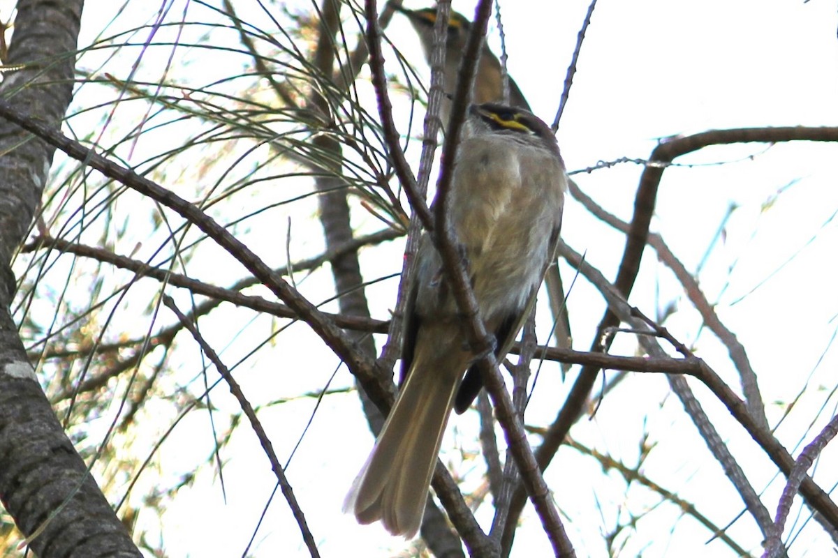 Yellow-faced Honeyeater - ML616273313