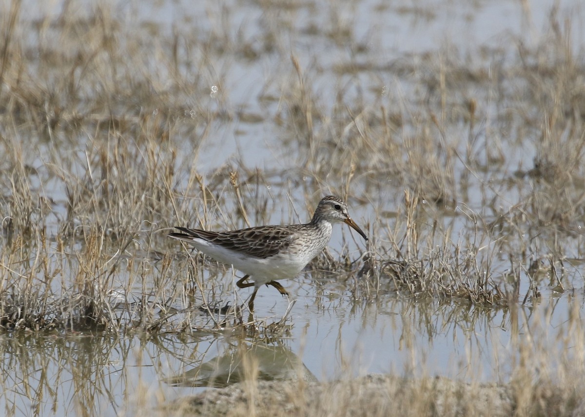 Bécasseau à poitrine cendrée - ML616273340