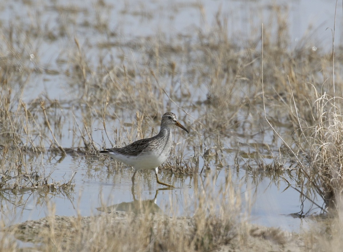 Pectoral Sandpiper - ML616273341