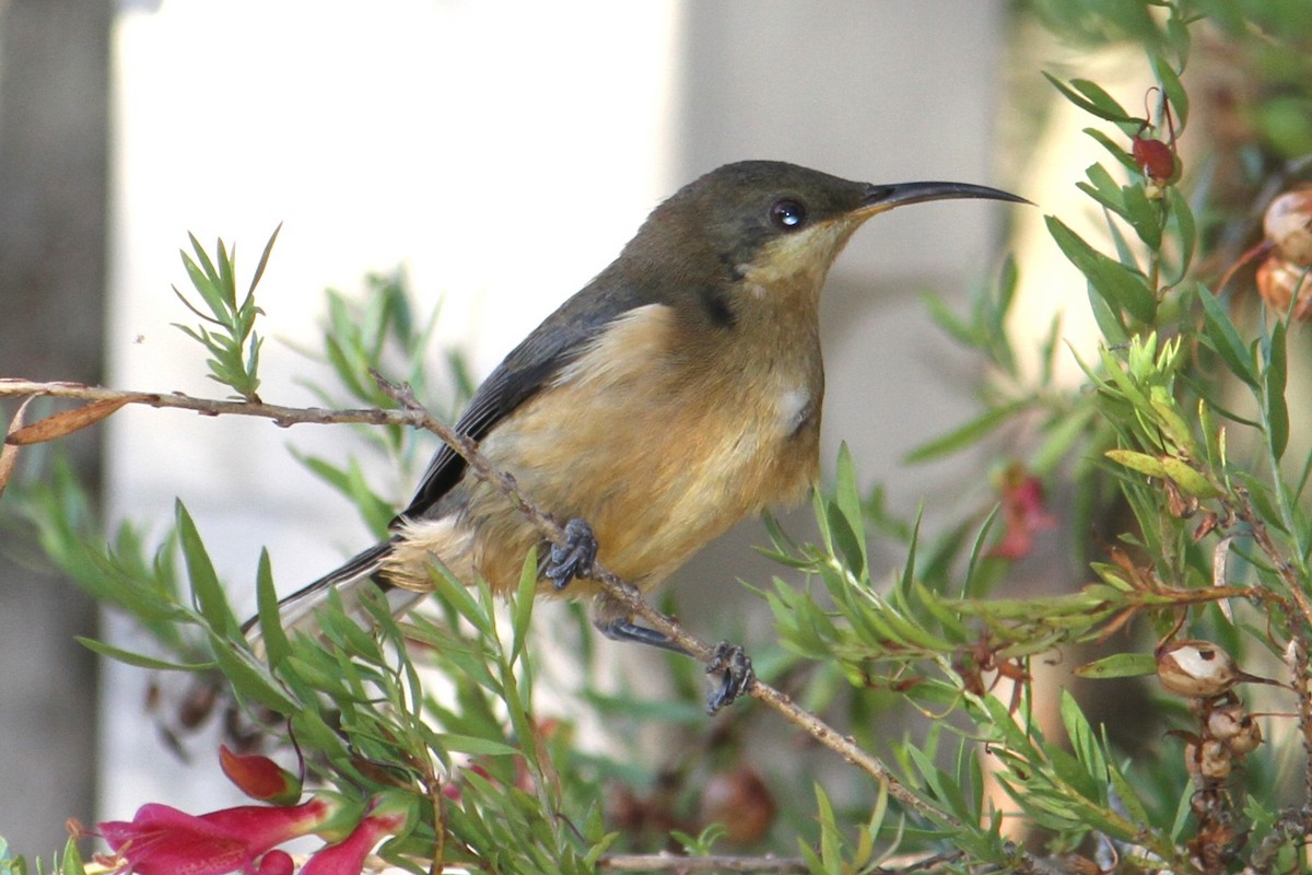 Eastern Spinebill - ML616273352