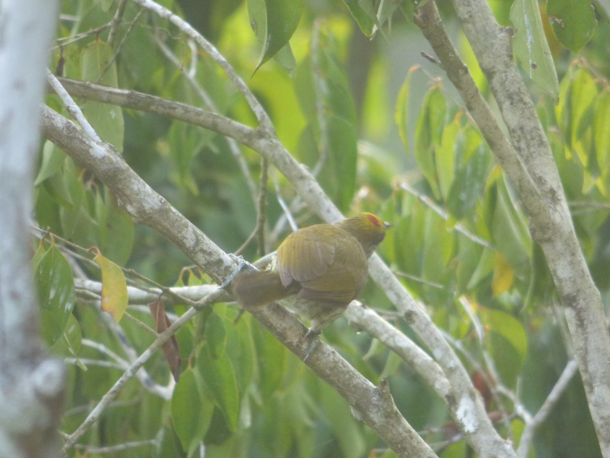 Antillean Piculet - ML616273409