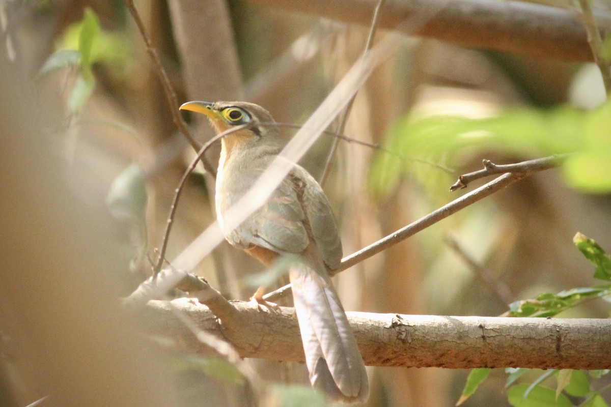 Lesser Ground-Cuckoo - ML616273422