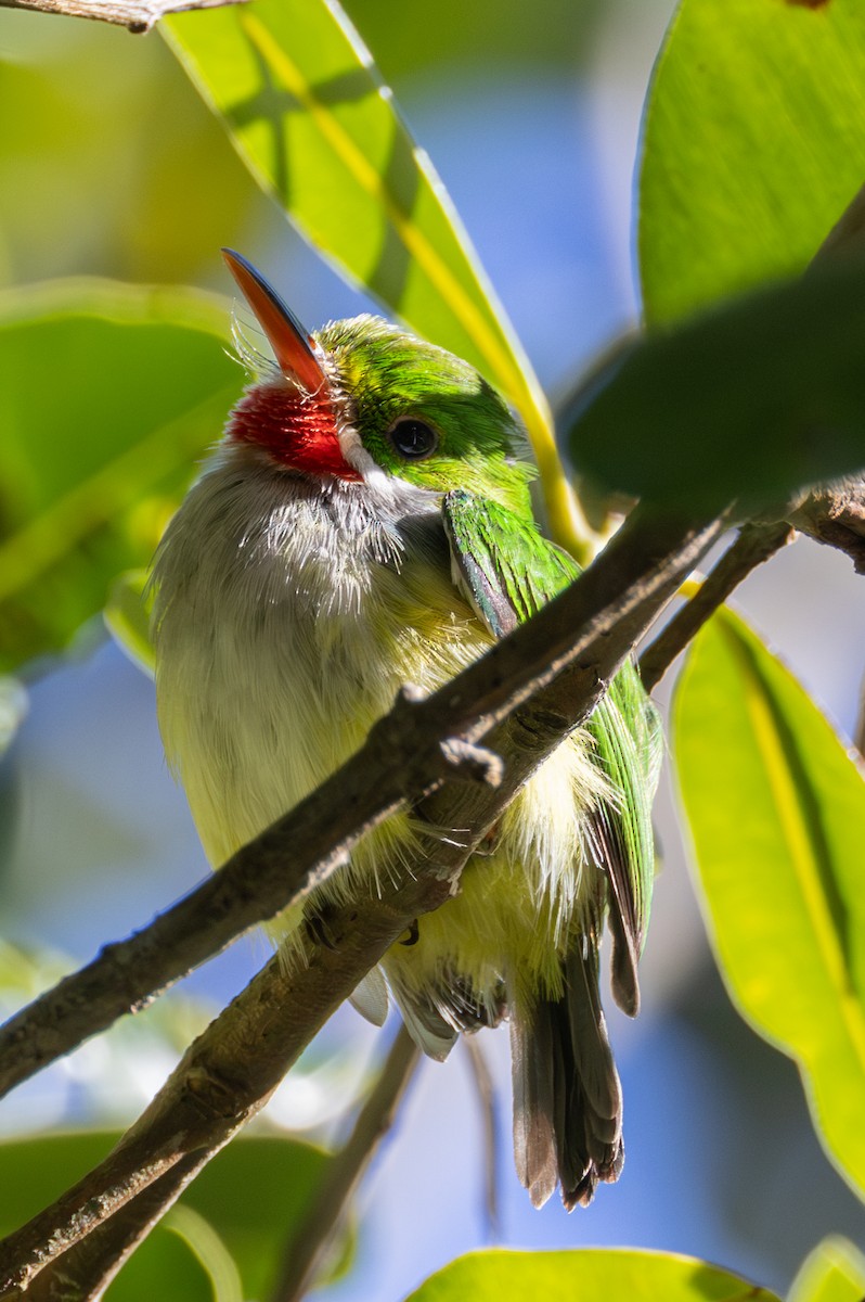 Puerto Rican Tody - Rob  Sielaff